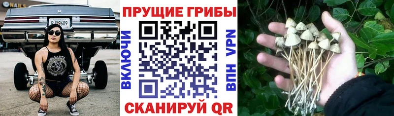 Псилоцибиновые грибы мицелий  Нерехта 